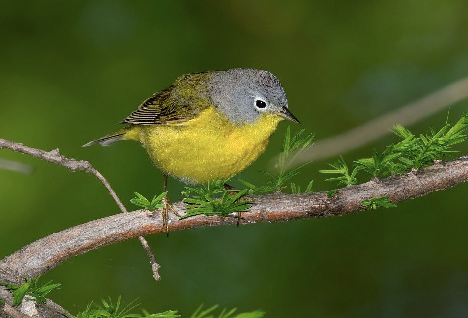image Nashville Warbler